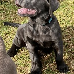 Dilute Retriever and Labrador Retriever Puppies from Silver Labrador of Southern California