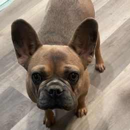 French Bulldogs from High Desert King Bullies