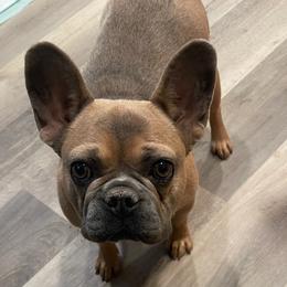 French Bulldogs from High Desert King Bullies