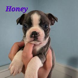 Honey - Blue female Boston Terrier puppy in Columbus, Ohio from Bryn's AKC Bostons