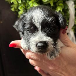 Brown Boy - Parti male Miniature Schnauzer puppy in Oneonta, Alabama from Murphree Valley Kennels