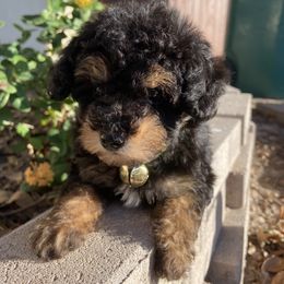 Poodle Puppies from Honey Valley Poodles