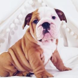 English Bulldog Puppies from LydyBug Bulldogs