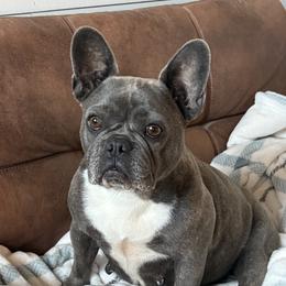 Zoey - French Bulldog
