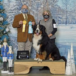 Bernese Mountain Dog All Grown Up from Tollhaus Bernese Mountain Dogs