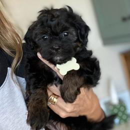 White collar girl - Black and white female Shihpoo puppy in Millsap, Texas from Gaston’s Posh Poodles and Doodles