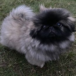 Pekingese from Peke'Lets Pekingese