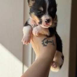 Everest - Black and tan male Pembroke Welsh Corgi puppy in Aberdeen, Washington from Coastal country Farms