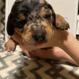 Dachshund Puppies from Bobbi’s Doxies