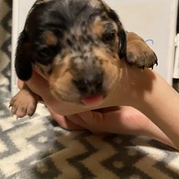 Dachshund Puppies from Bobbi’s Doxies