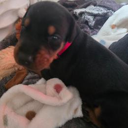 Girl 6 - Black and rust female Doberman Pinscher puppy in Anderson, Indiana from Legendary Kennels