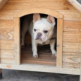 Nonnie - Cream female French Bulldog puppy in Fort Atkinson, Wisconsin from Bishop Bullyz