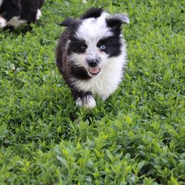 James Bond - Seal male Border Collie puppy in Crawfordsville, Indiana from Rescued Dreams Border Collies