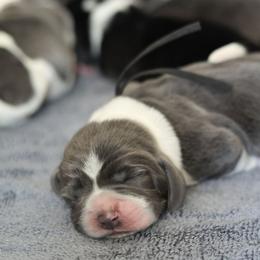 Shadow - Blue and white male Basset Hound puppy in Surprise, Arizona from Howlin Hounds