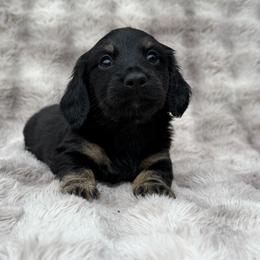 Mr. Potato (Black and Cream Brindle pointed) - Brindle male Dachshund puppy in Knoxville, Tennessee from Over The Moon Minis
