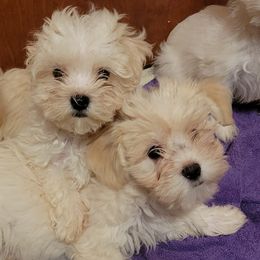 Mal-Shis, Maltese, and Maltipoos from Flying Monkey Farms