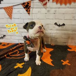 American Bully and Boston Terrier Puppies from Greenberg's Boston Terriers & Bullies of Metro Detroit