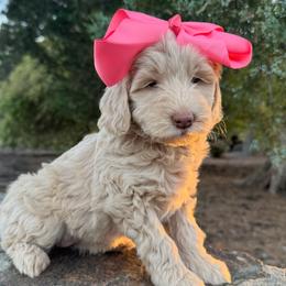 Gabby - Cream female Goldendoodle puppy in Charlotte, North Carolina from Hopeful Heart Doodles