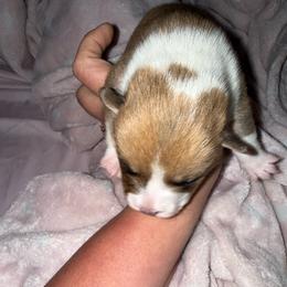 Scooby - Red male Pembroke Welsh Corgi puppy in La Porte, Indiana from Little Legs Corgis