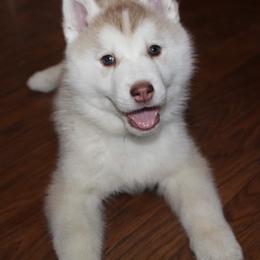 Siberian Husky Puppies from Tevana Siberians LLC