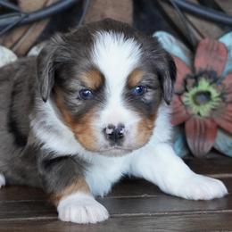 Girl 2 - Blue merle female Miniature Australian Shepherd puppy in Lawton, Oklahoma from Lindsey’s Aussies