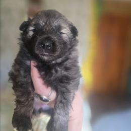Quartz - Gray silver and black female Keeshond puppy in Logan, Ohio from Hocking Hills Keeshonds