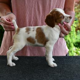 Bella - Orange and white female Brittany puppy in Hollidaysburg, Pennsylvania from Royal Flush Farms