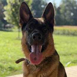 Leroy - Black and red male German Shepherd puppy in Worthington, Indiana from Aus Gerstbrei German Shepherds