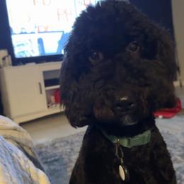 Rex - Goldendoodle