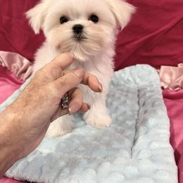 Tiny Tim - White male Maltese puppy in Phoenix, Arizona from Bella Dolce Maltese