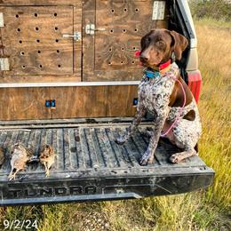 Birch - German Shorthaired Pointer