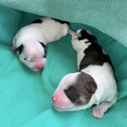 Morkie puppies from McCormack Morkies + Merle Doodles
