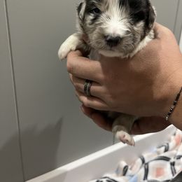 Australian Shepherd Puppies from Juno Homestead Aussies