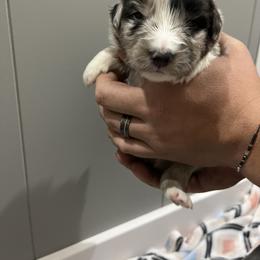 Australian Shepherd Puppies from Juno Homestead Aussies