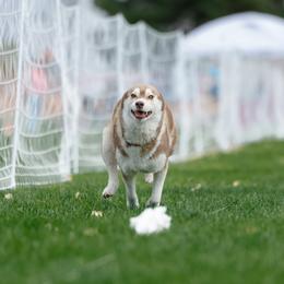 Siberian Huskies from Canyon Creek Siberian