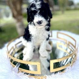Aussiedoodle and Goldendoodle Puppies from Cuddly Doodles