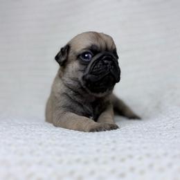 Ralph - Fawn male Pug puppy in Randleman, North Carolina from Peachy Pugs