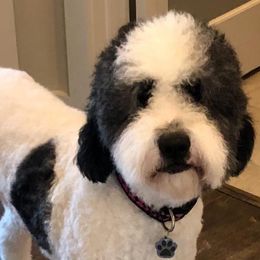 Sheepadoodles from Southern Sheepadoodles of NC