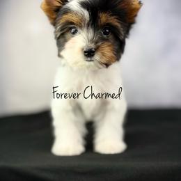 Evie - Black tan and white female Biewer Terrier puppy in Lathrop, California from Forever Charmed