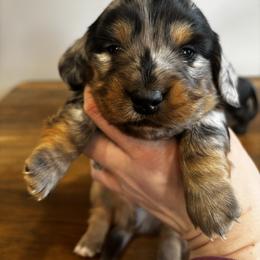 CKC MJ - Dapple male Dachshund puppy in White Cloud, Michigan from West Michigan Dachshund