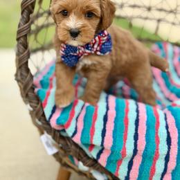 Dos - Red male Australian Labradoodle puppy in Calhoun, Louisiana from Arrowhead Australian Labradoodles