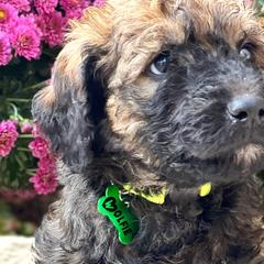 Boy 1 - Wheaten Whoodle puppy in Knoxville, Tennessee from Fleury Farm Doodles TN