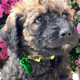 Boy 1 - Wheaten Whoodle puppy in Knoxville, Tennessee from Fleury Farm Doodles TN