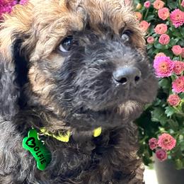 Boy 1 - Wheaten Whoodle puppy in Knoxville, Tennessee from Fleury Farm Doodles TN