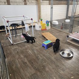 Labrador Retriever Puppies from Seahawk Labradors