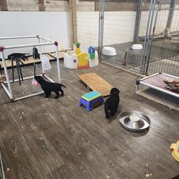 Labrador Retriever Puppies from Seahawk Labradors