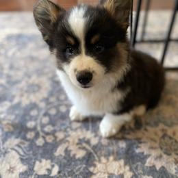 Splash - White and black male Pembroke Welsh Corgi puppy in Ramona, Oklahoma from Eden Farms Corgis