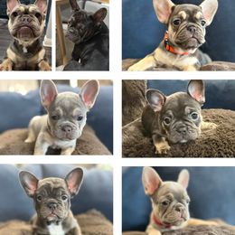 French Bulldog puppies from Amber Gomes