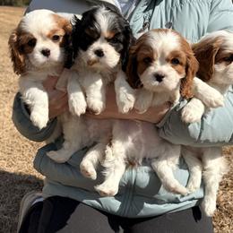 Cavalier King Charles Spaniel Puppies from Farmhouse Cavaliers NC