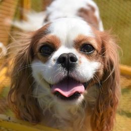 Benny - Cavalier King Charles Spaniel
